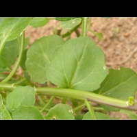 Senecio Angulatus (fam Asteracees) (Afrique du sud) (02)